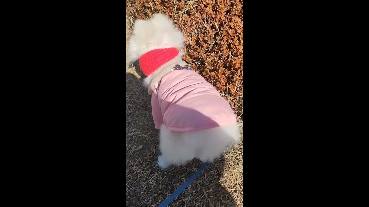 2026년 1월 29일 달콤이랑 산책🐶🩷