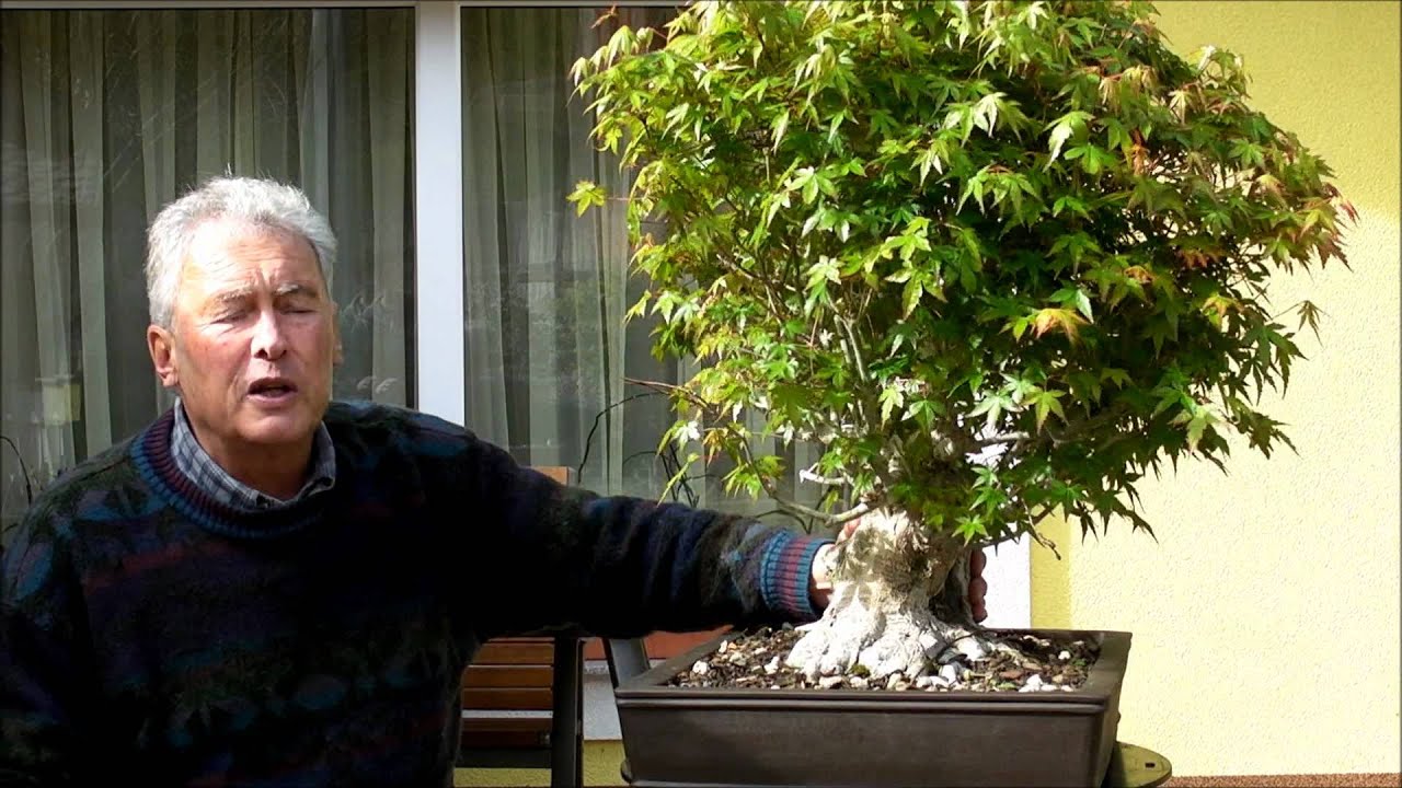 INTERNATIONAL BONSAI ACADEMY with Walter Pall - Episode II - Acer palmatum, drastic cut back