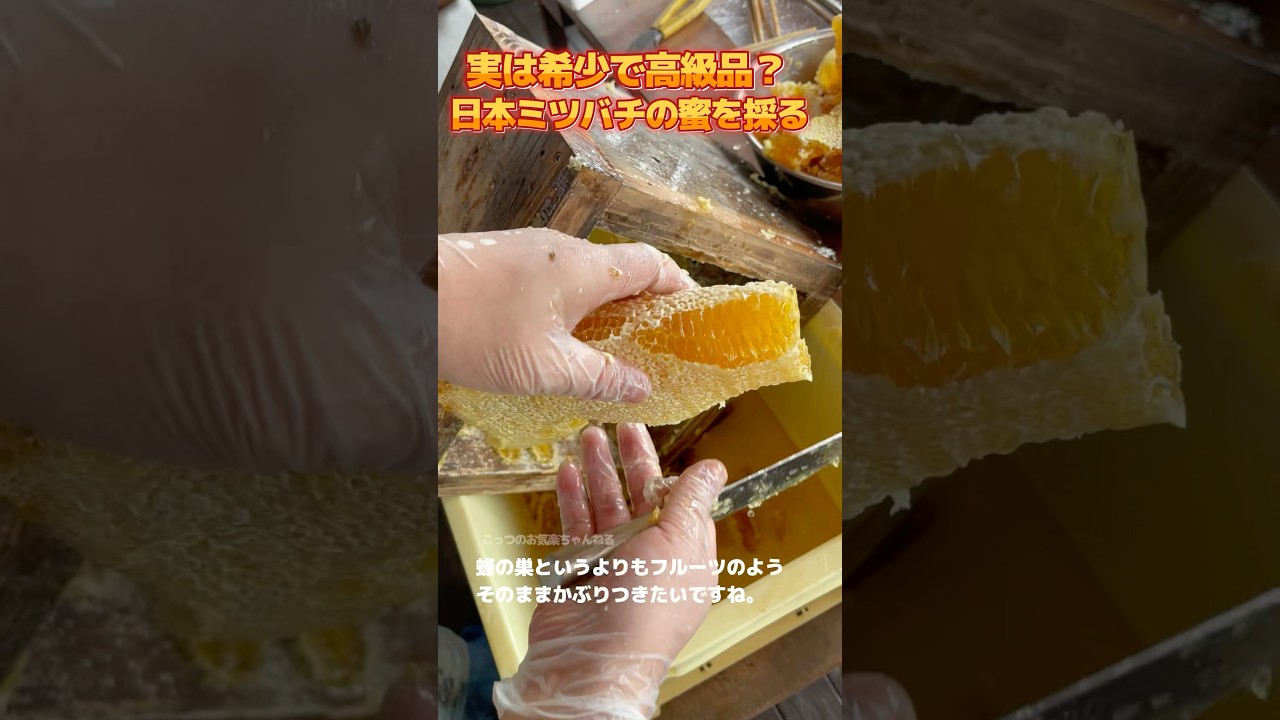 100g1000円以上⁉️ 日本ミツバチのハチミツは希少で高級品❗️ 味は濃厚でコクのあってパンに塗ったら幸せになっちゃう　#阿蘇 #日本ミツバチ #はちみつ
