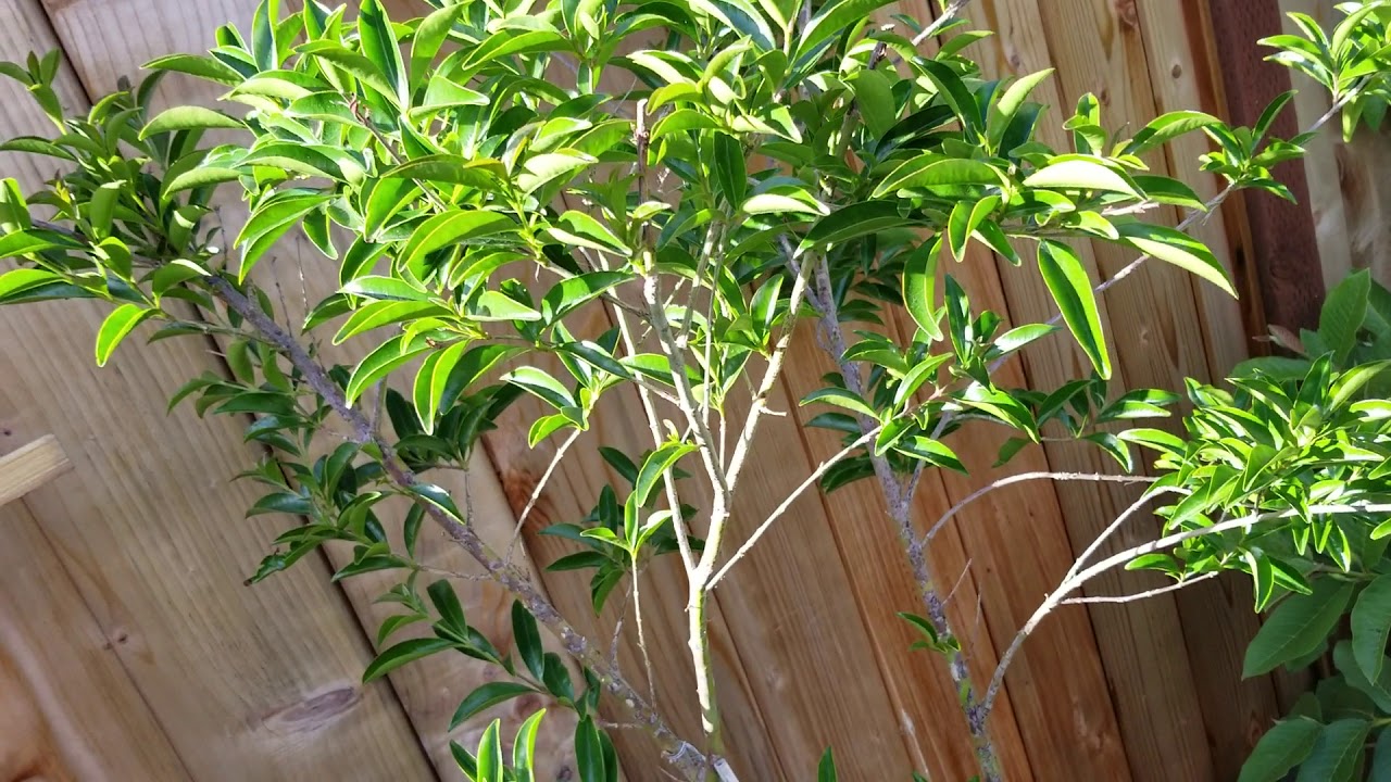 My Cherry of the Rio Grande (Eugenia involucrata)Sweet like Cherry Fruit & Highly Ornamental!
