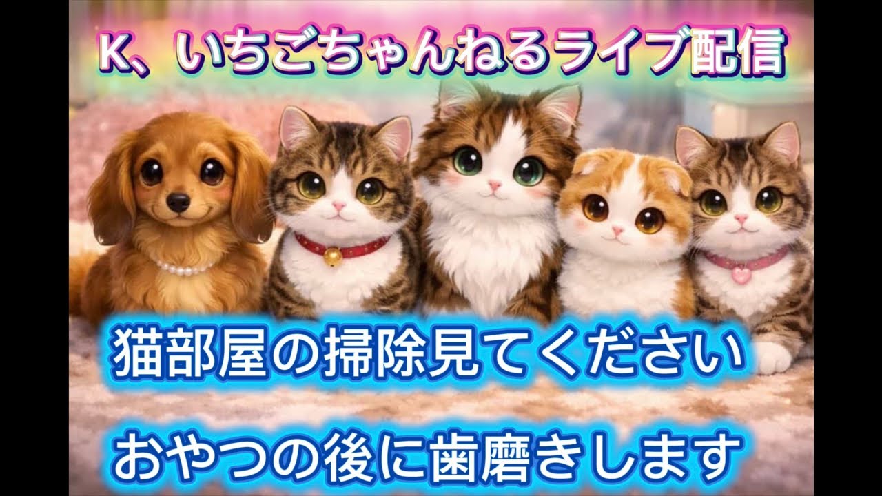 第577回 猫部屋の掃除見てください🧹、と今日も歯磨きしますよ🪥