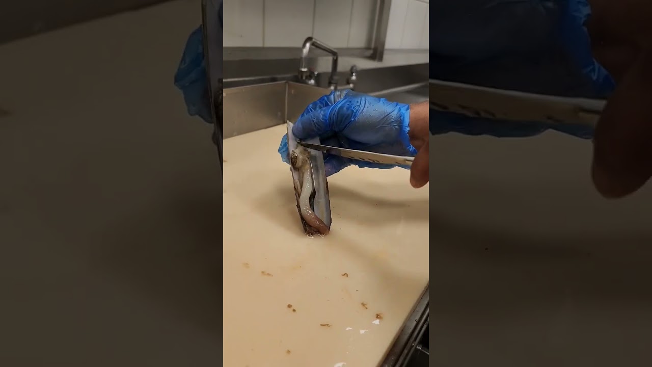 Live razor clam🤤