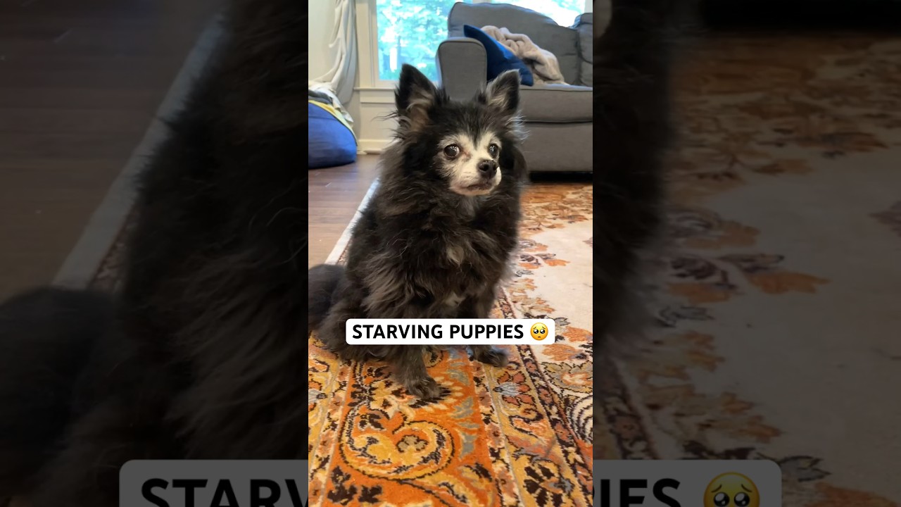 We&rsquo;re Starving (Puppy Songs)
