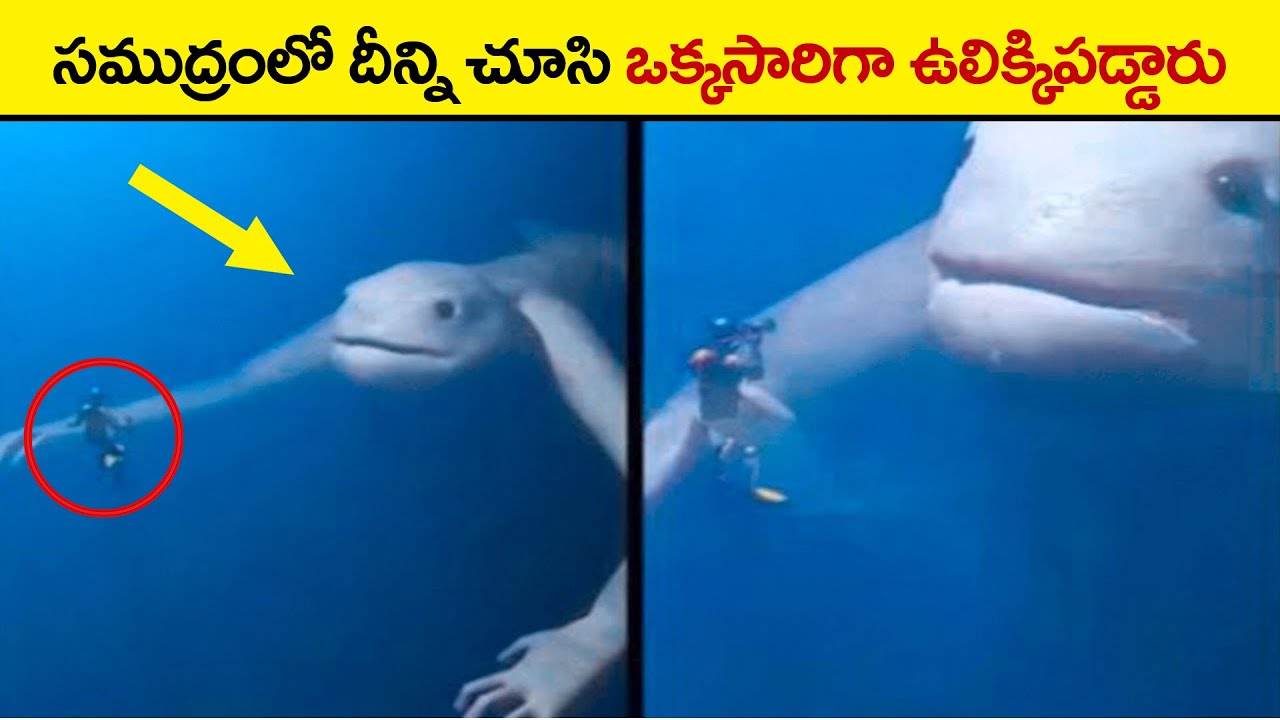 🔵 వింతైన జీవి | SCARY Deep Sea Monsters in the world | most dangerous sea creature | ocean creatures