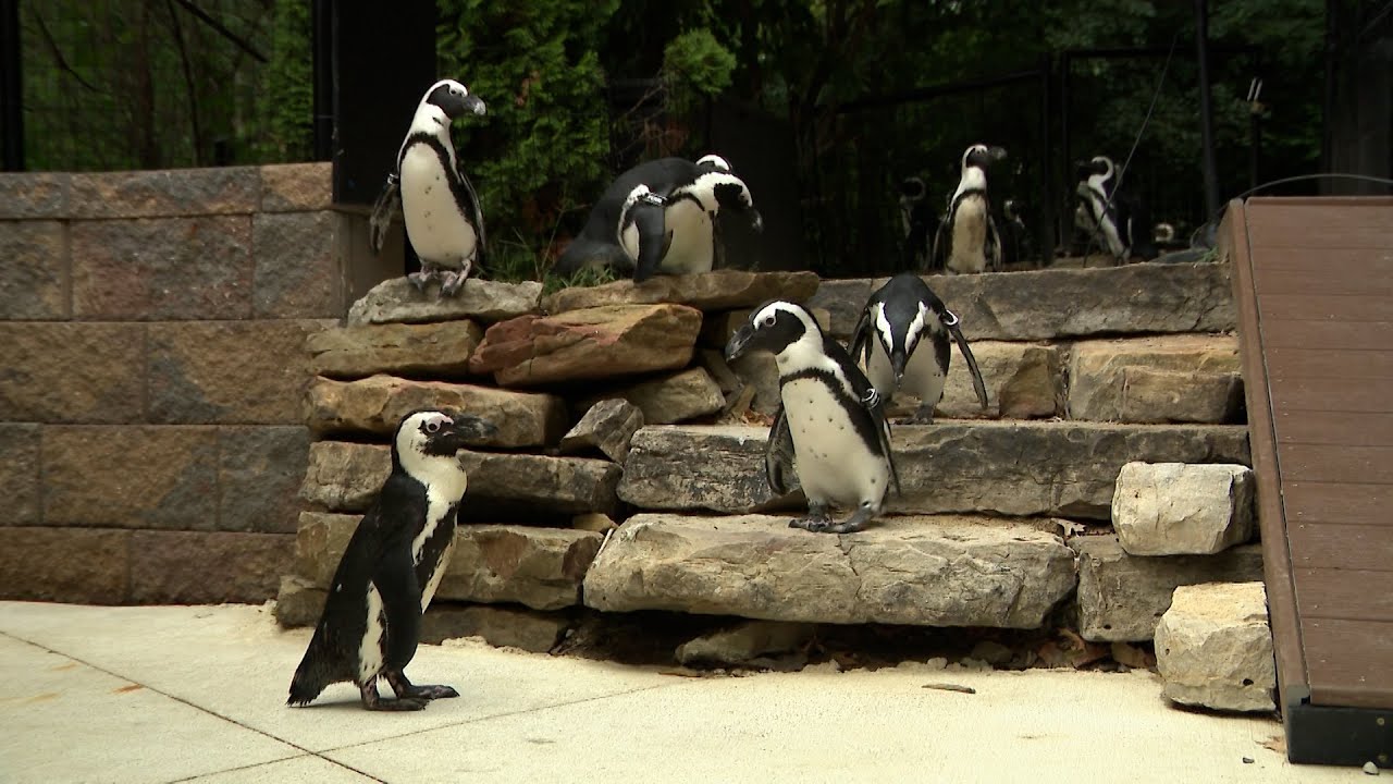 Fort Wayne Zoo redesigns Penguin Wild Encounter