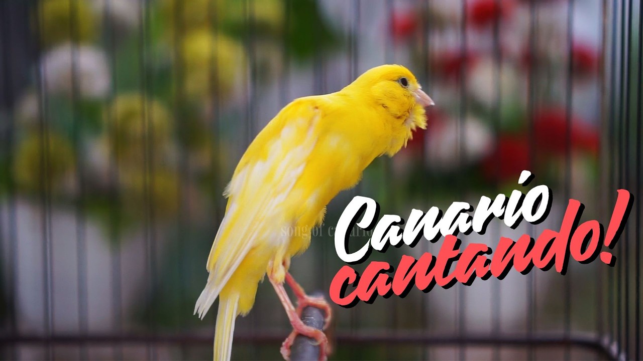 Canário Cantando Muito, 1/2 Hora de Canto para Estimular seu Pássaroe Foco em Relaxamento e Natureza
