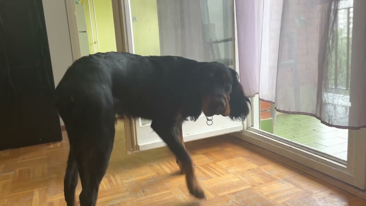 Gordon Setter versus a thunderstorm