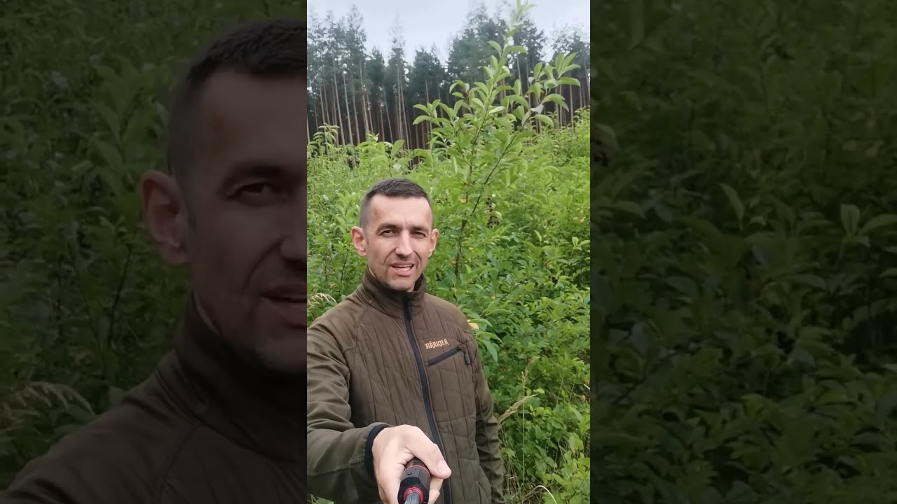 Fitopatologia / biostymulatory w walce z czeremchą amerykańską