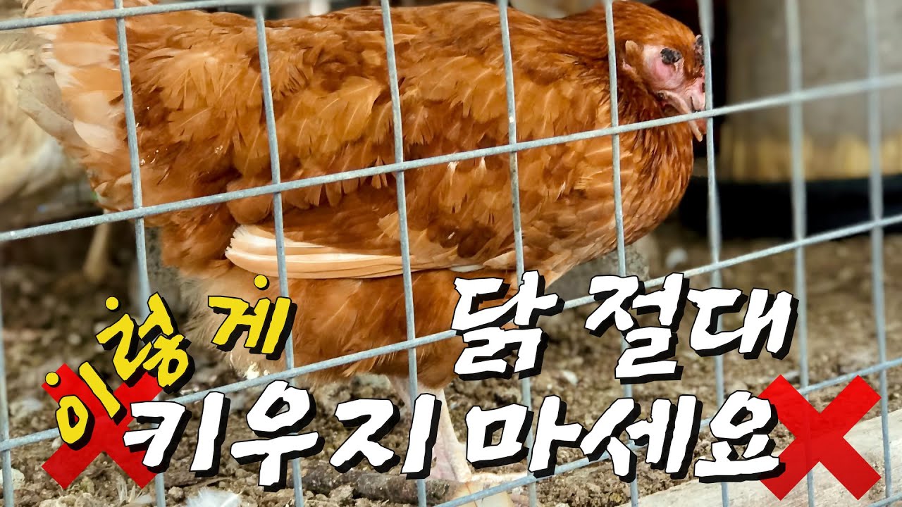 닭 키울 때 흔히 하는 실수들.. 