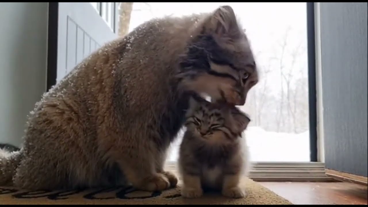 I Rescued A Pallas Cat and She Came Back With A Surprise!