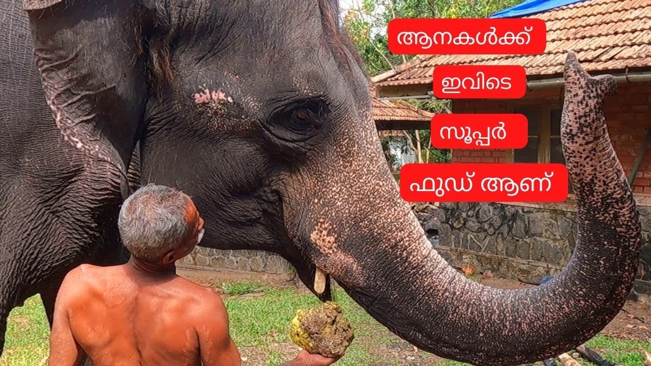 ഇടഞ്ഞ കൊമ്പനെ തളയ്ക്കുന്ന  ആനക്കൂട് l Konni Elephant Camp l Konni Ecco Tourism