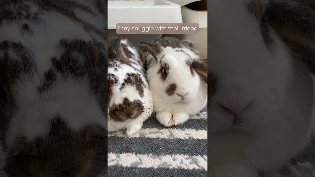 5 Signs your Rabbit is Happy | How to tell if you bunny is relaxed | Mental Health Awareness Week