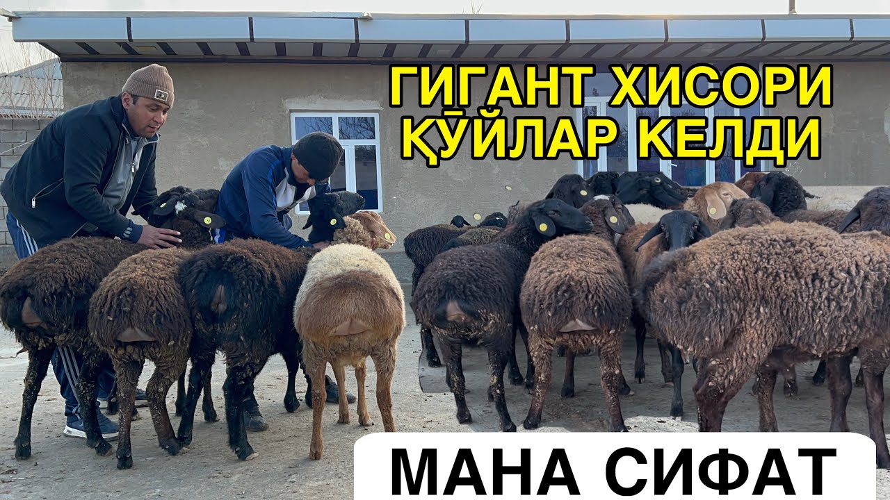 НАРХЛАР ТУШДИКУ. ☎️+998906700195 ☎️+998919459412