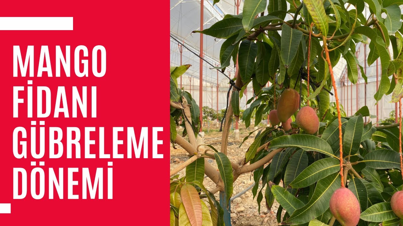 Mango Fidanı Gübreleme Dönemi - Mango Dikim Çukurunda Neler Olmalı? - Musa Ersoy Anlattı