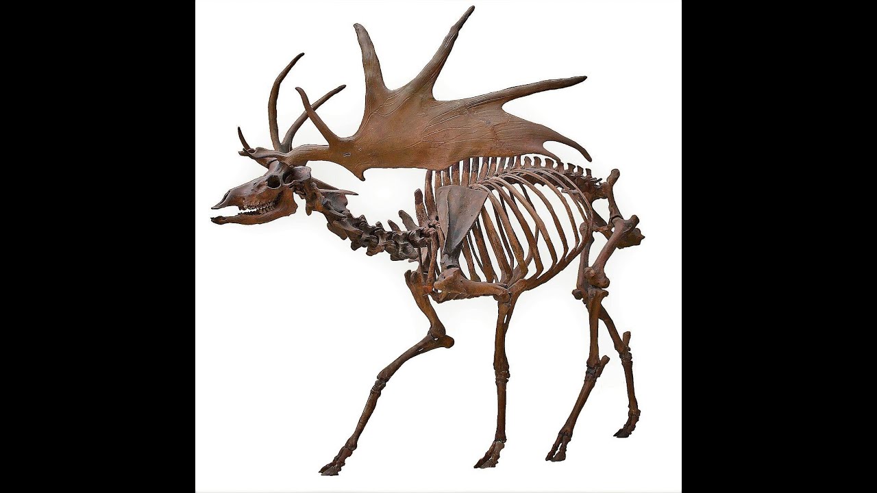 Irish Elk Song