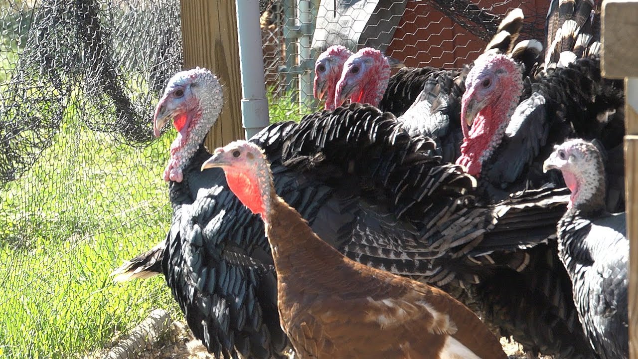 Farmyard Diaries: Raising Turkeys