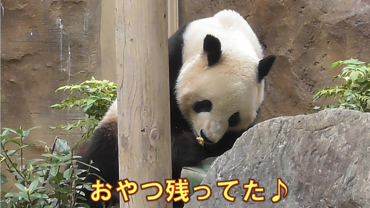 11/1シャオシャオおやつＢＯＸにおやつが１個残ってた！giantpanda @tokyo 上野動物園