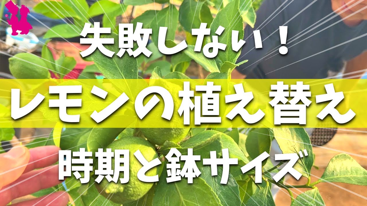 【農家流】鉢植えレモンの植え替え実演とハウスの現状