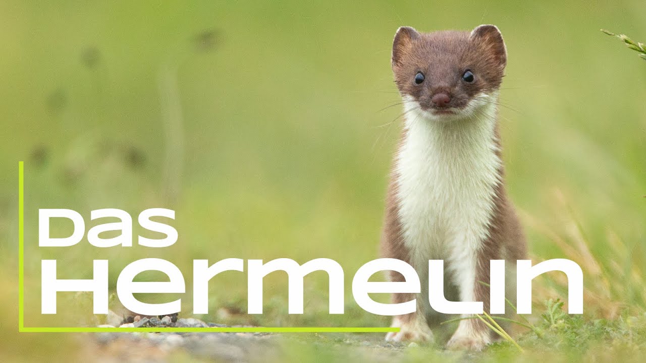 Das Hermelin - Interessante Fakten/Steckbrief