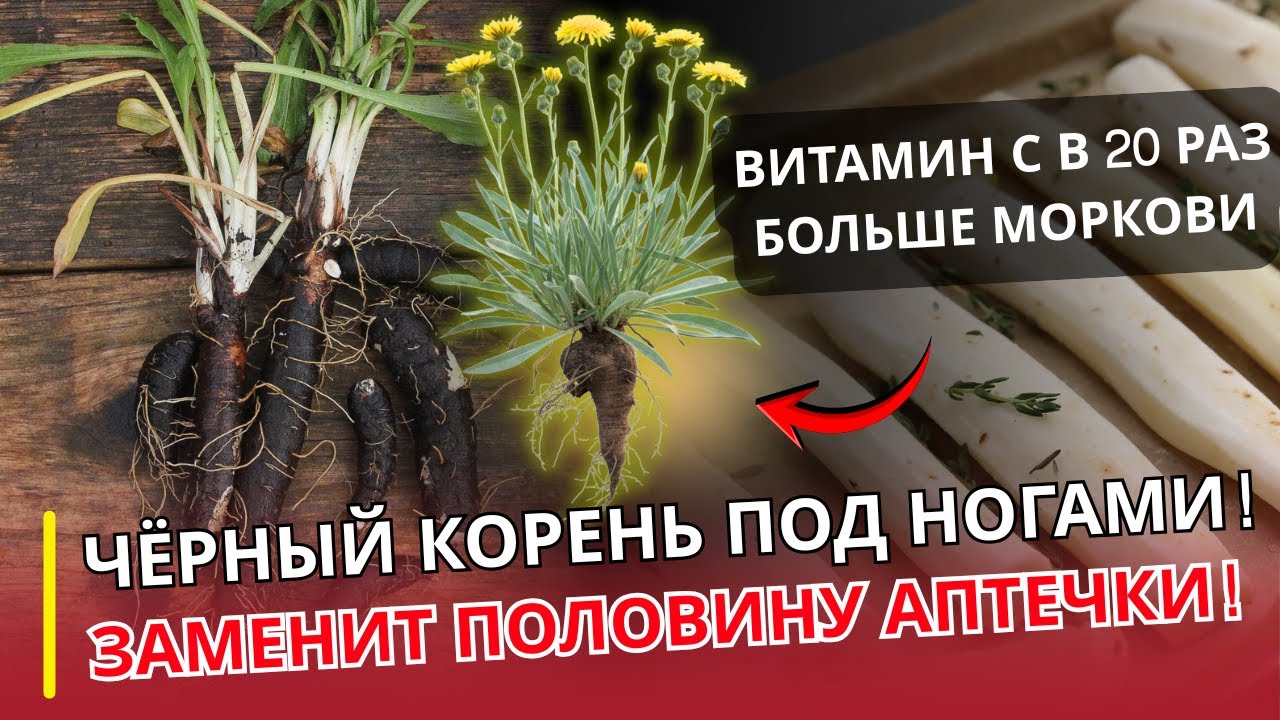 Корень, ценнее моркови и золотаУРОЛОГ ОТВЕЧАЕТ| Овощ, который корми́л императоров и спасал от голода