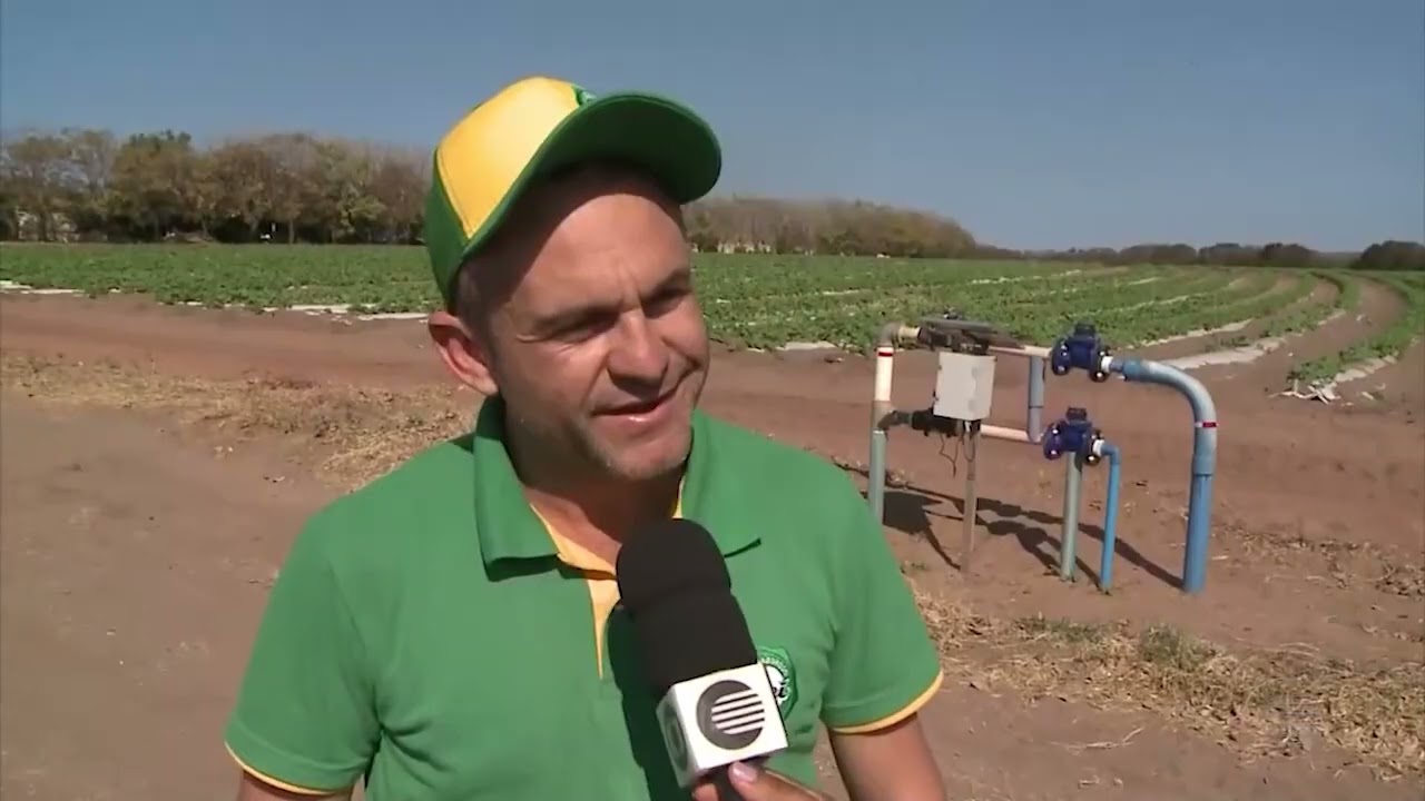 Fazenda em Canto do Buriti produz melão de alta qualidade e rentabilidade - Clube Rural, TV Clube