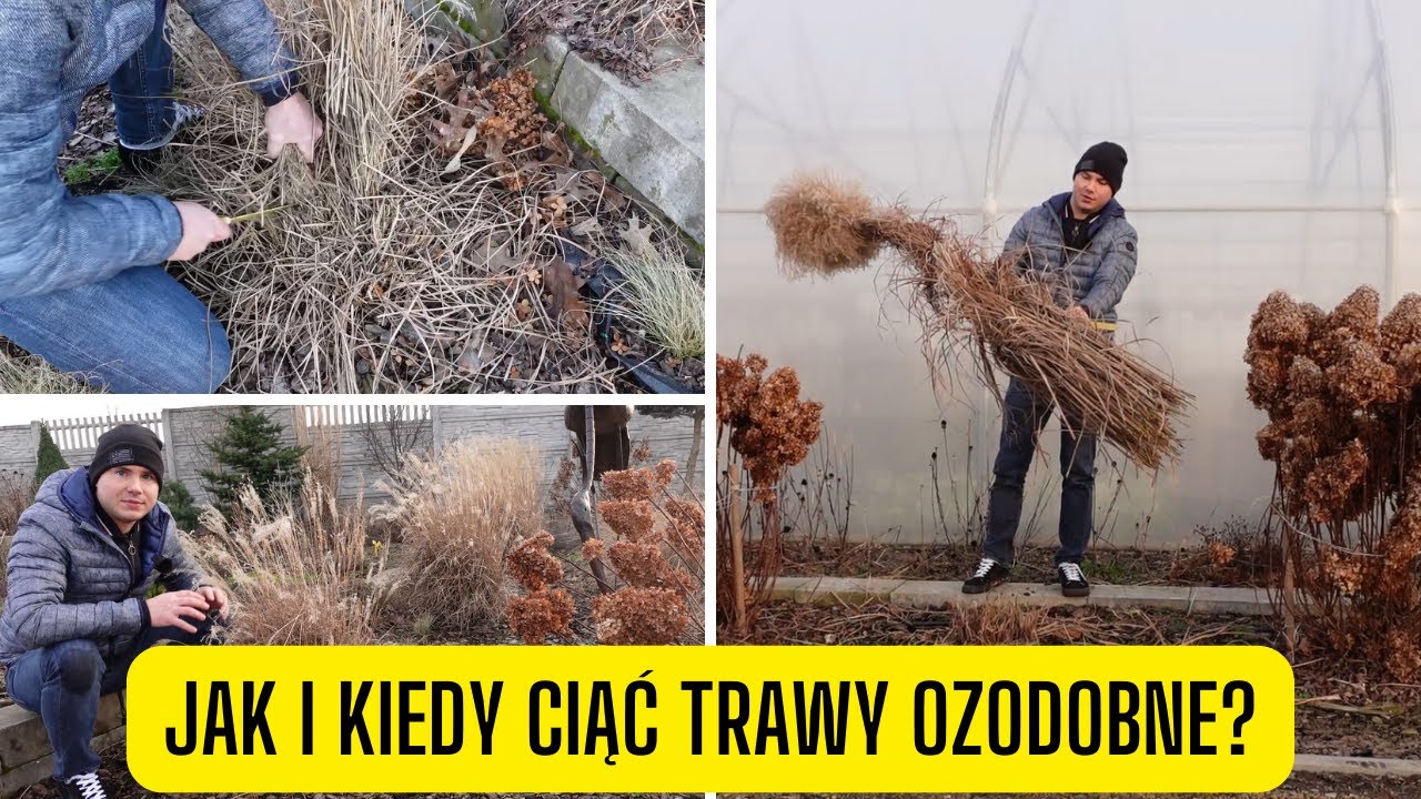 Jak i kiedy przycinać trawy ozdobne? Wiosna czy jesień &ndash; najlepszy czas na cięcie