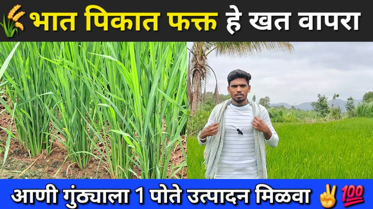 🌾भात  लागवड आणि खत व्यवस्थापन @Mrsmartbaliraja ##agriculture #viral #farming #kisan #agri #भात