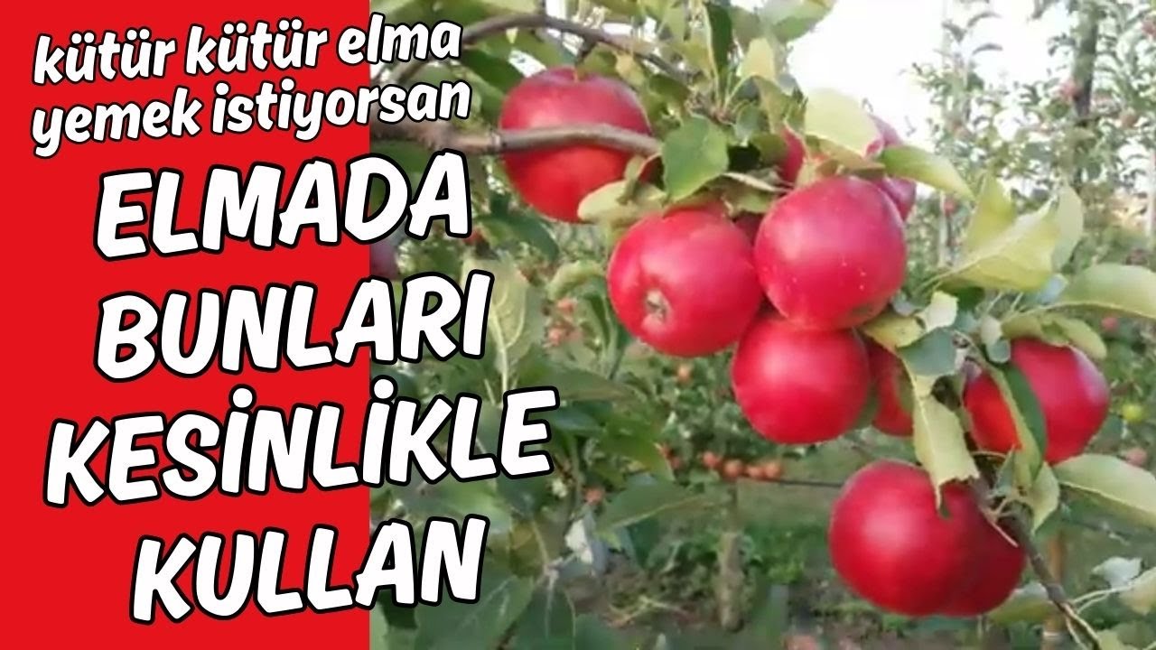 K&uuml;t&uuml;r k&uuml;t&uuml;r ELMA yemek istiyorsan şimdi MUTLAKA YAPMALISIN #elma #armut