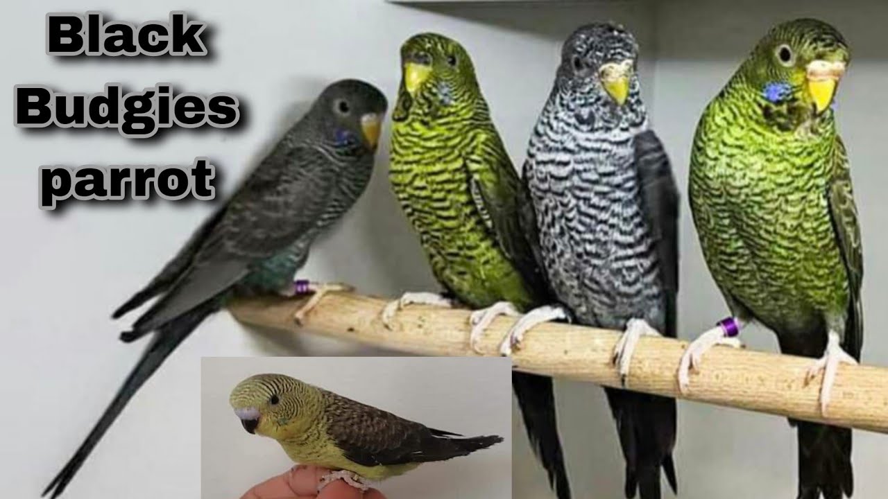 Blackwing budgies parrot | blackwing parrots information | blackwing parrot breeding | budgies