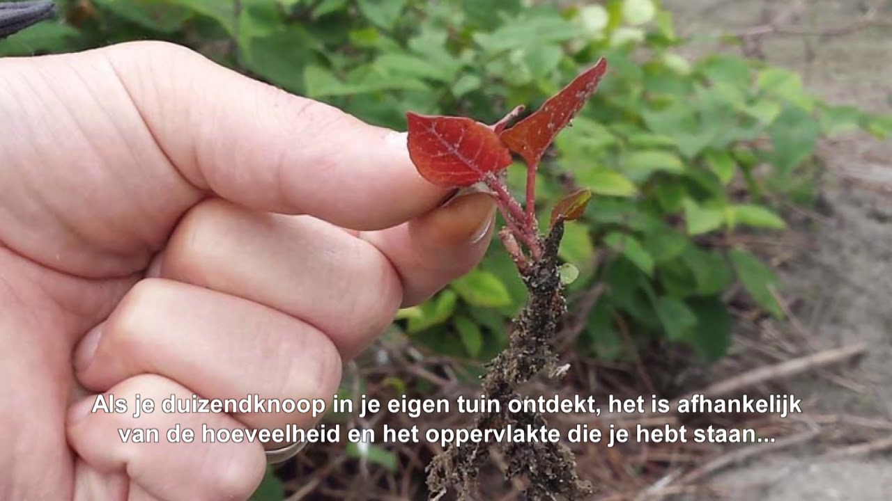 Japanse duizendknoop