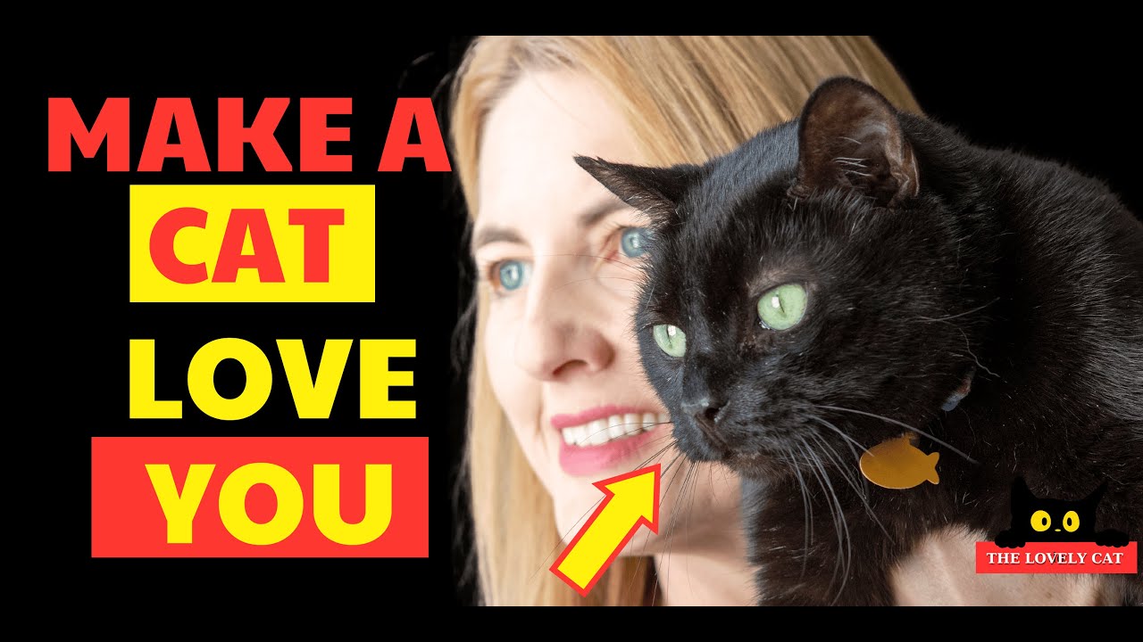 10 Strategic Treats The Secret to Winning Over Cats