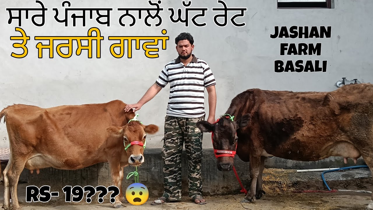 ਸਾਰੇ ਪੰਜਾਬ ਨਾਲੋਂ ਘੱਟ ਰੇਟ 😨 ਤੇ ਜਰਸੀ ਗਾਵਾਂ ❤