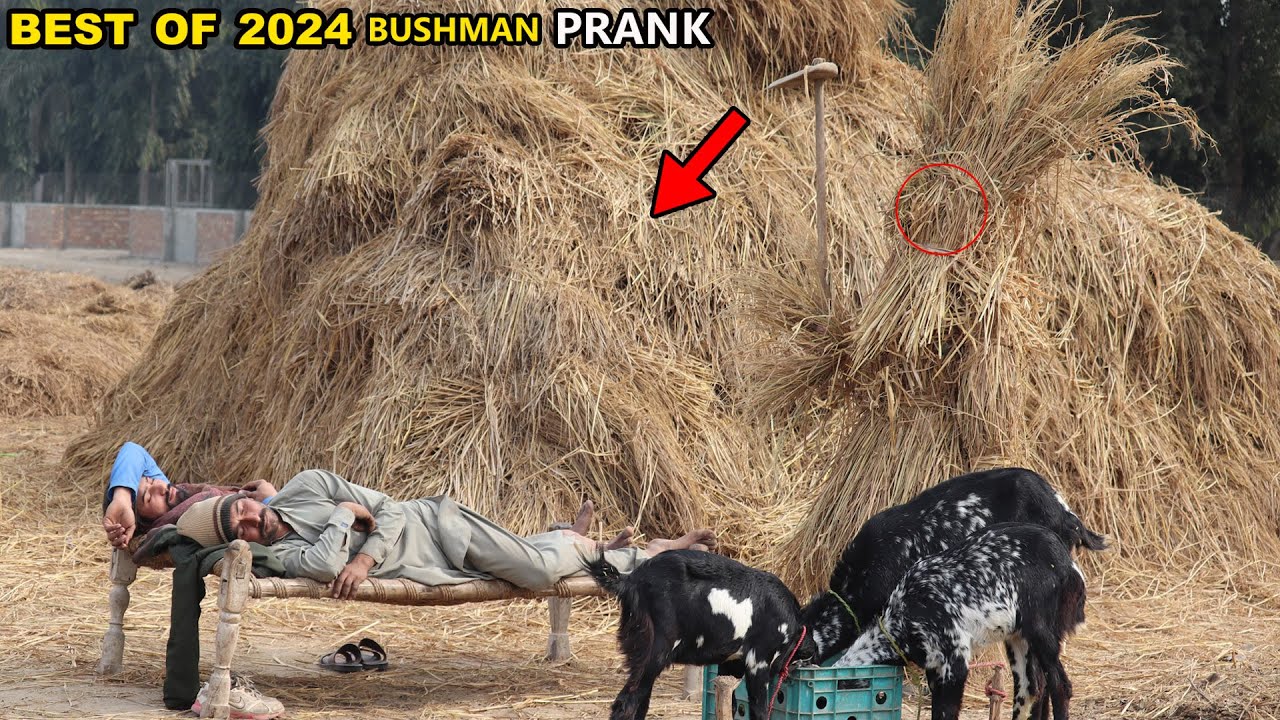 Scare Bushman Prank Of 2024! Epic Reactions Best BUSHMAN Gags Video LOL😲😂