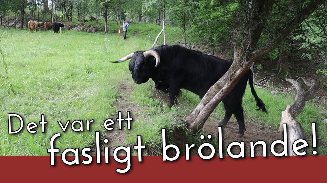 Hur ska vi få ihop detta femtonspel? Tjurarna brölar i kapp, kalvar ska märkas och alla kor flyttas.