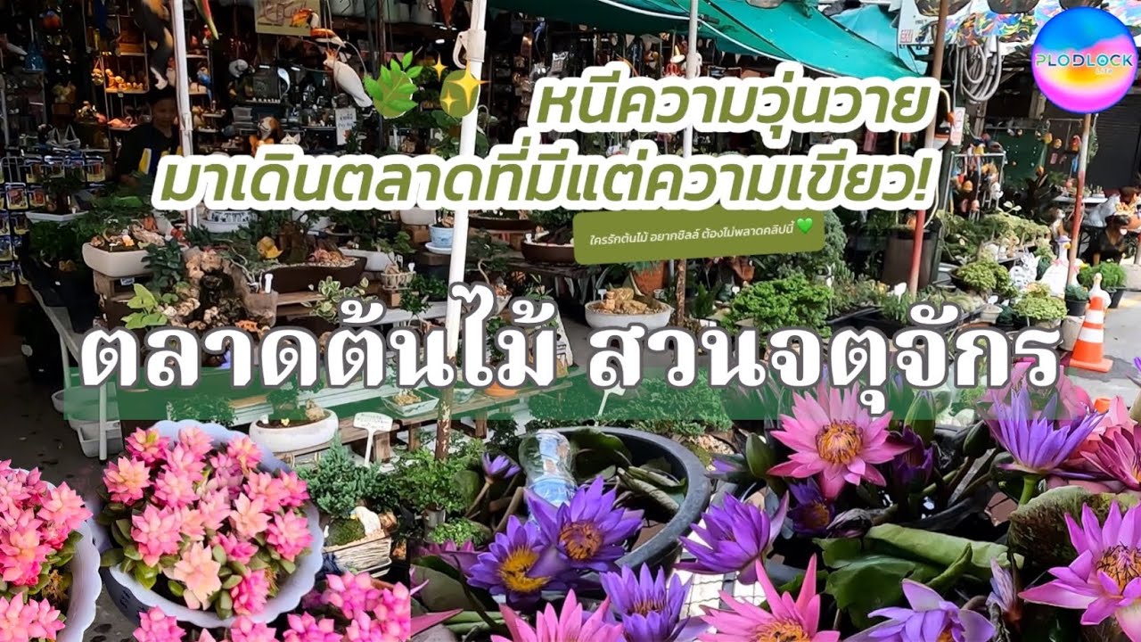 ใครเชื่อในพลังธรรมชาติ พลังต้นไม้ เรียกทรัพย์ เสริมโชค 💸 ต้องดูคลิปนี้!