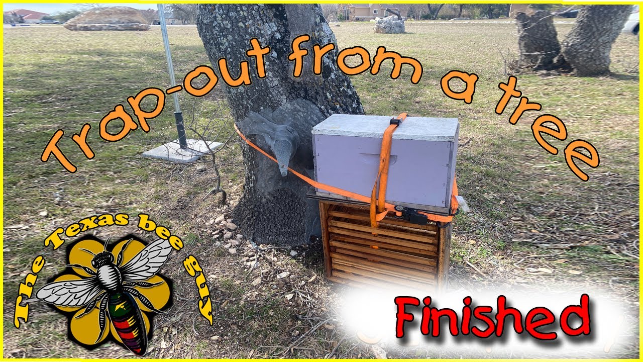 Honeybee trap-out completed