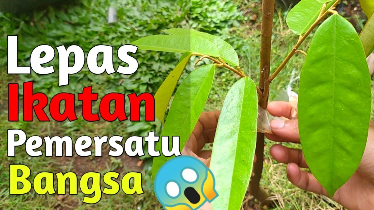 Update sambung sisip durian||Lepas ikatan sambung sisip durian usia 2 bulan