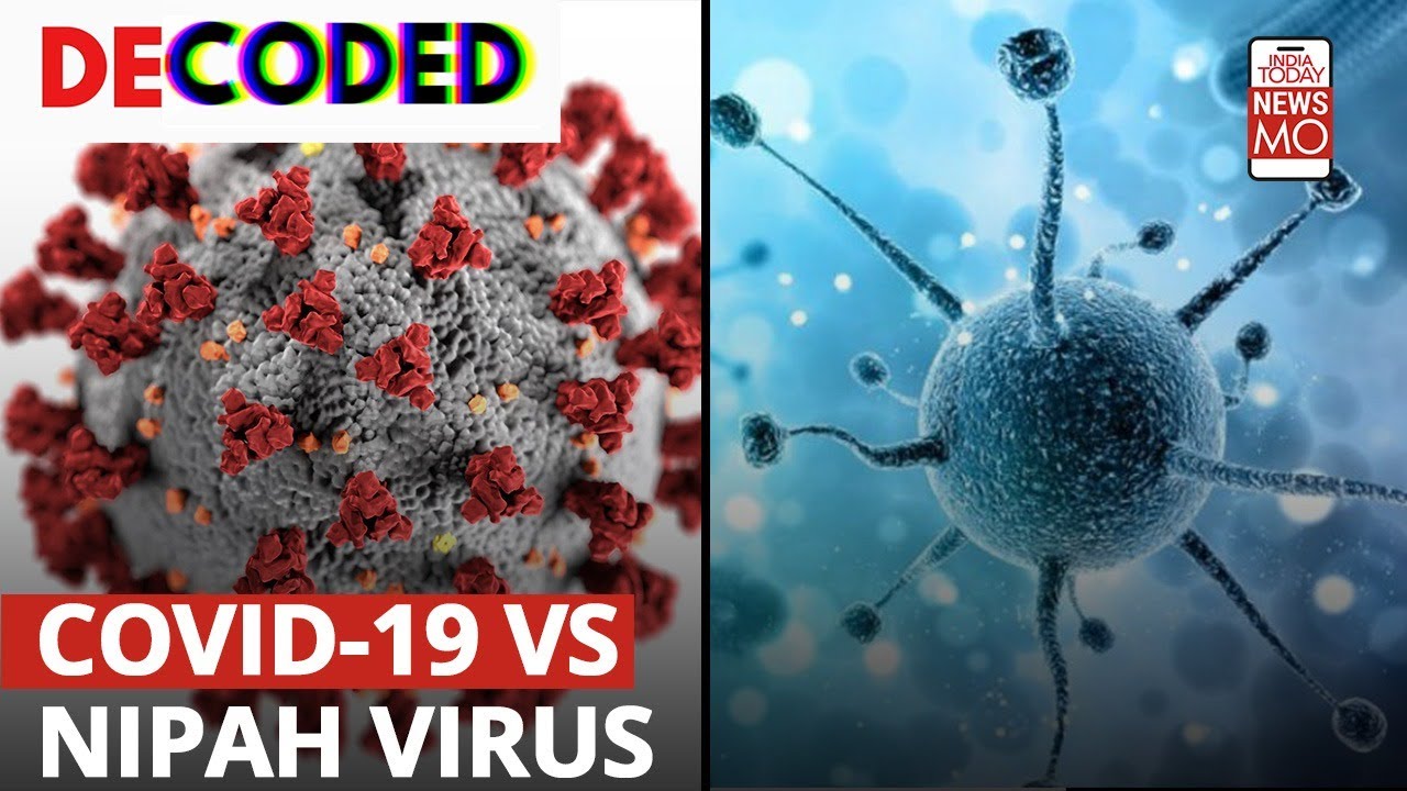 Coronavirus Vs Nipah Decoded | Which Is More Lethal?