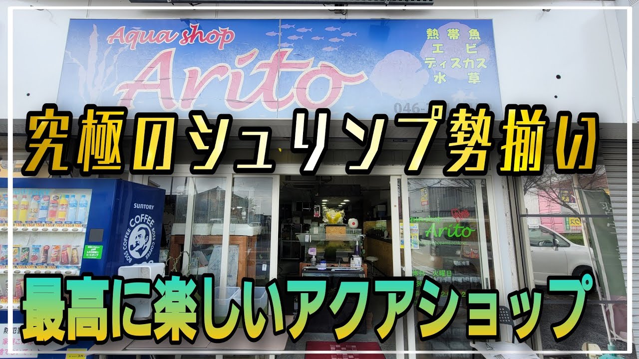 神奈川のシュリンプ専門店、究極のシュリンプ勢揃い！Aritoさんがリニューアルオープン!!　アクアリウム　aquarium 　熱帯魚