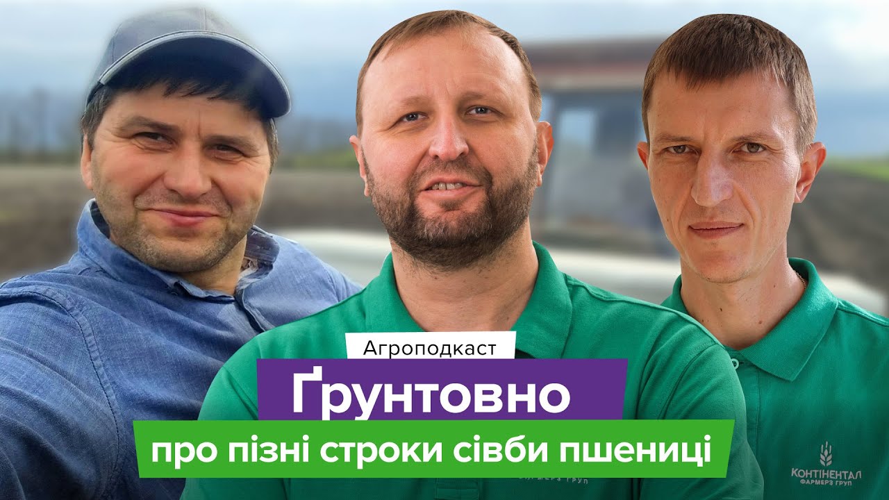 Посів пшениці: що робити, коли вже пізно, але дуже треба