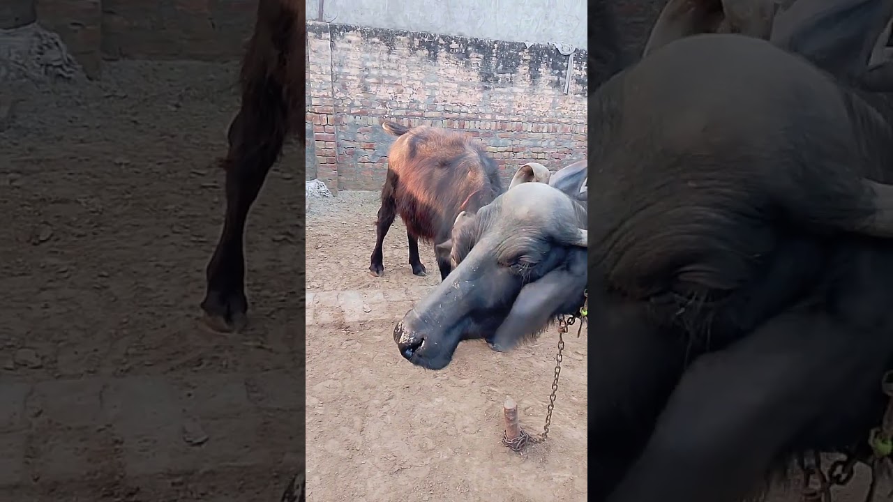 रूक जा ओ जाने वाले रूक जा 