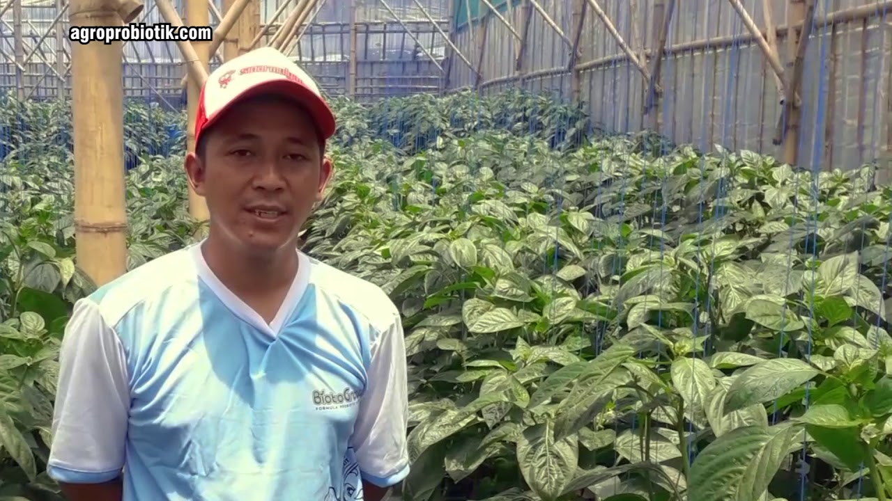 Budidaya Paprika mengatasi trip dan busuk