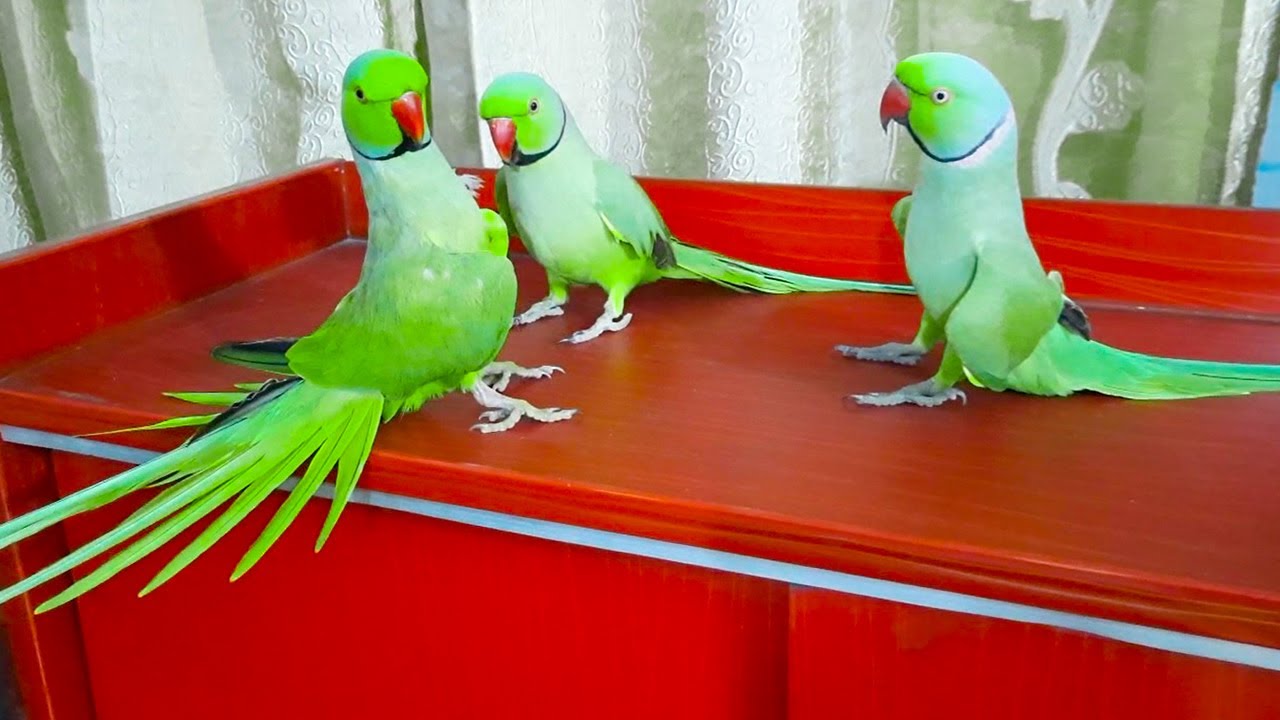 Amazing Chatterbox Ringneck Talking Parrots|Conversation With Each Other In Urdu Hindi So Cute Video