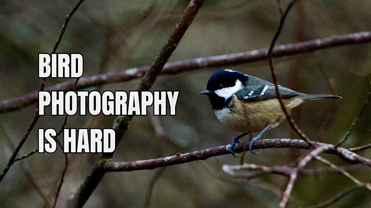 Learning a New Lens in the Woods (Birds, Misses & Small Wins)