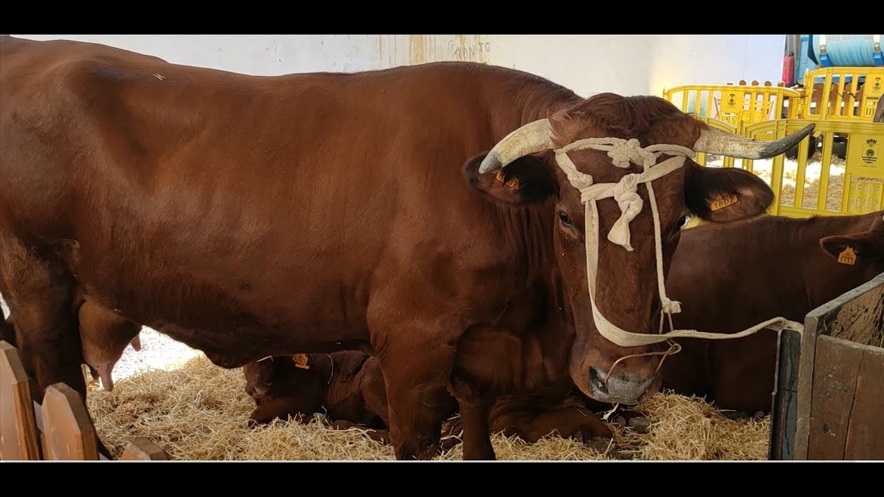 Feria del sureste en Vecindario/Ярмарка Ферия дель Суресте, г. Весиндарио.
