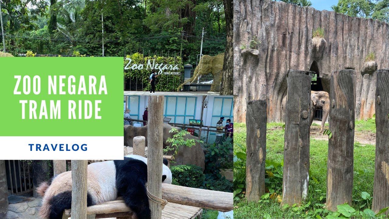 Pengalaman Menaiki Tram di Zoo Negara 