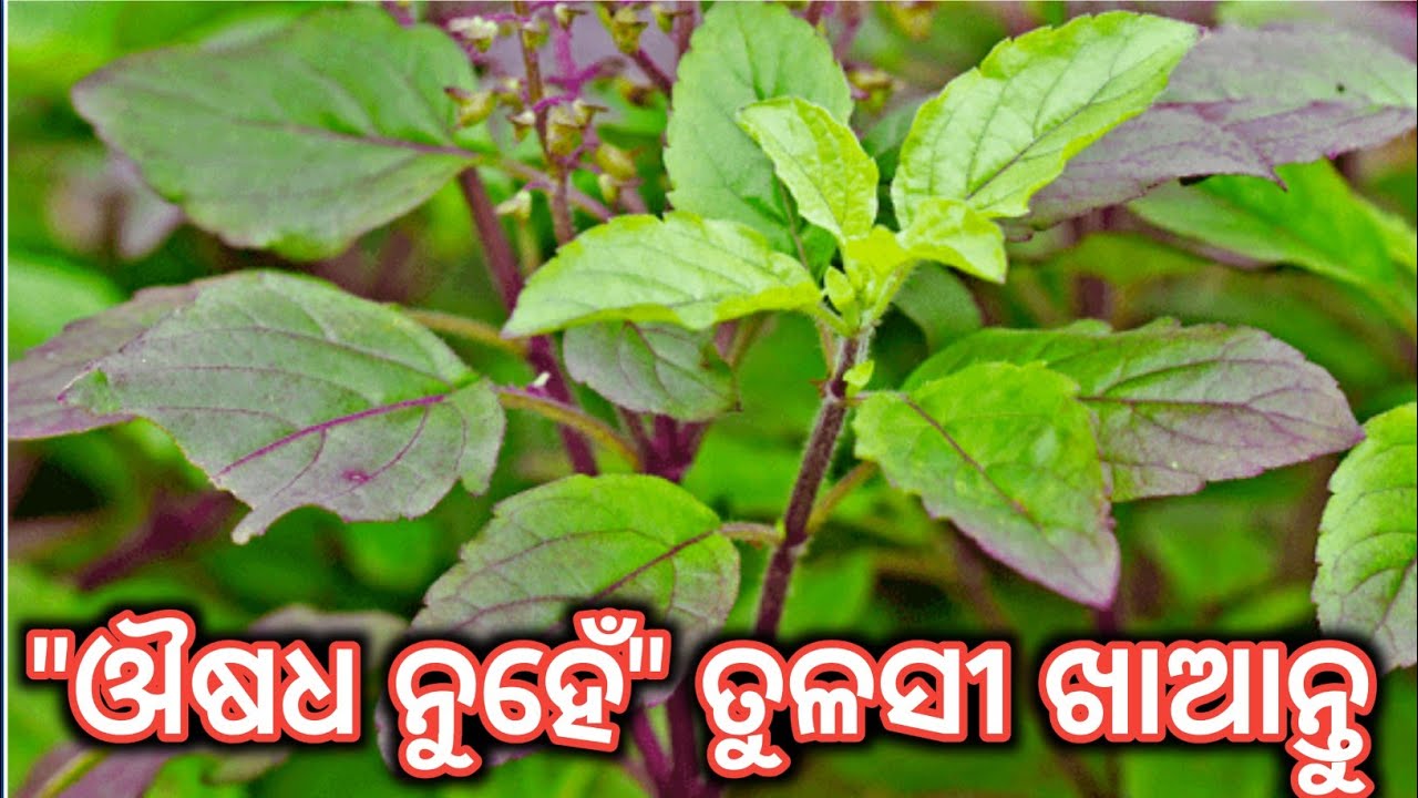 Tulsi Tree Benefits In Odia // Tulsi Gacha Ra Upakarita 