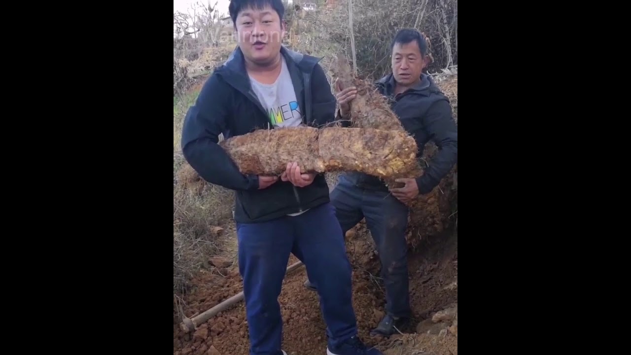 Digging yam, Factory Real Shot 128
