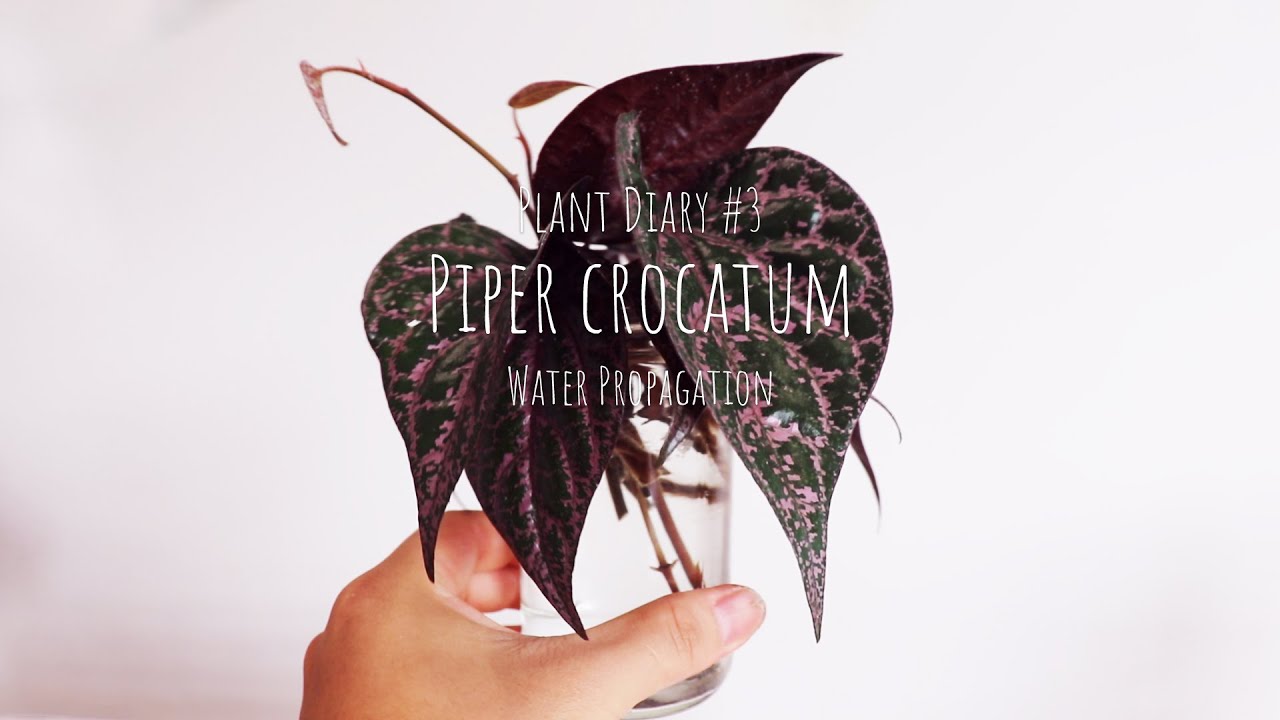 Plant diary how to propagate Piper crocatum water propagation and result from last experiment video