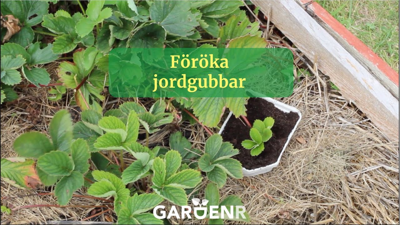 Föröka jordgubbar - Trädgårdshacks med GardenR